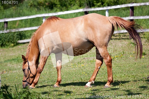 Image of Horse in the meadow