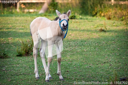 Image of Mare and her foal