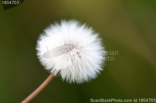 Image of White dandelion on a green meadow close up 