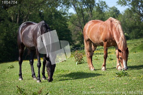 Image of Horses in the meadow