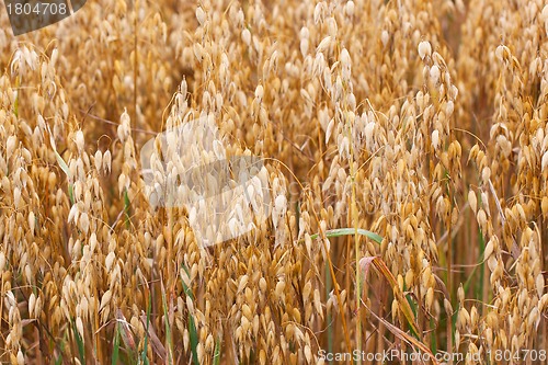 Image of Wheat straws 