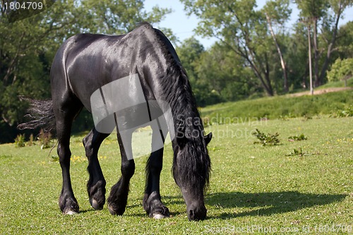 Image of Black horse in the meadow