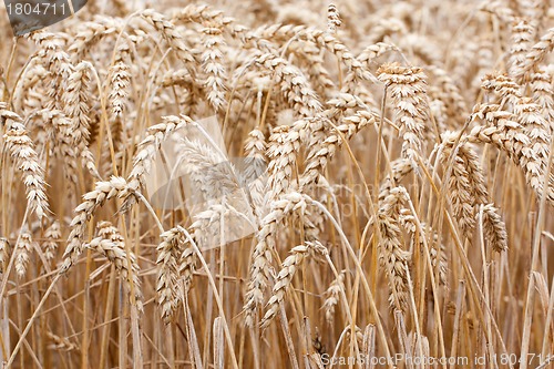 Image of Wheat straws 