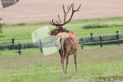 Image of Deer grazing in the meadow