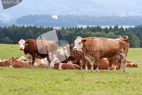 Image of Dairy cows in pasture