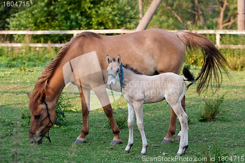 Image of Mare and her foal