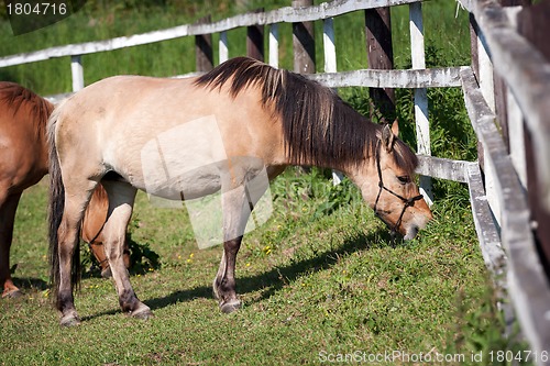 Image of Horses in the meadow