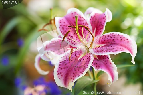 Image of Lily pink flower 