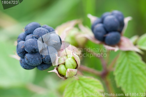 Image of Blackberry bush in the garden