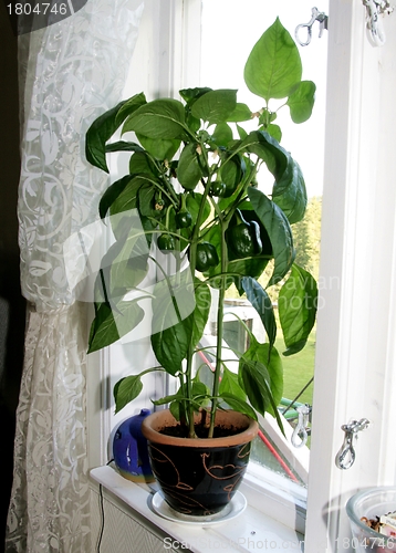 Image of Paprika plant 