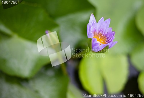 Image of Water lily