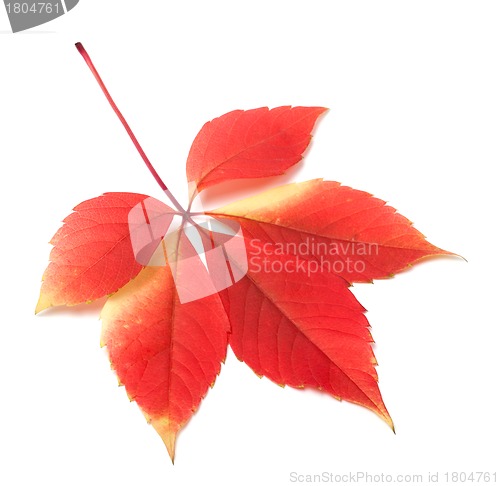 Image of Autumn leaf on white background