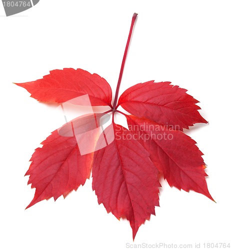 Image of Red autumn virginia creeper leaves