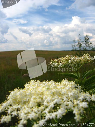 Image of white elder on the background of dark sky