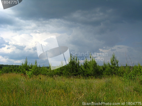 Image of beautiful landscape with young pines