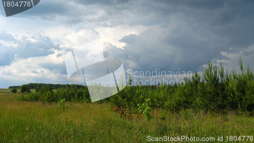 Image of beautiful landscape with young pines