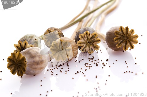 Image of Poppy seeds and poppy heads 