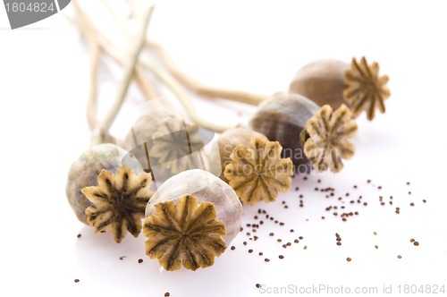 Image of Poppy seeds and poppy heads 