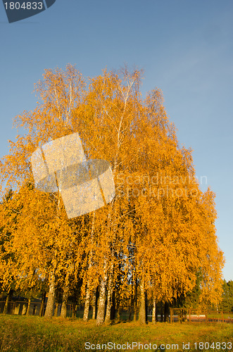Image of Yellow birch trees in autumn park near rusty fence 