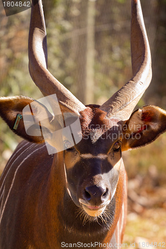 Image of Bongo