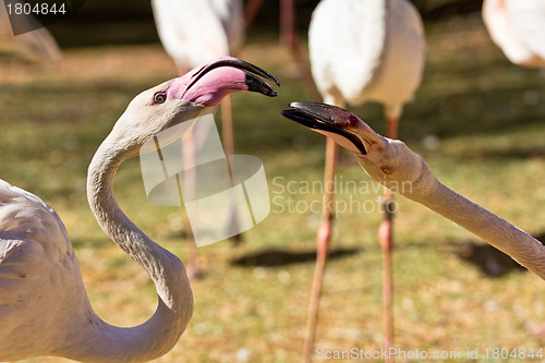 Image of Flamingo
