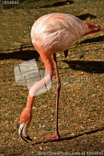 Image of Flamingo