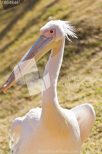 Image of White Pelican