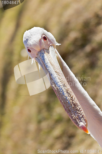 Image of White Pelican