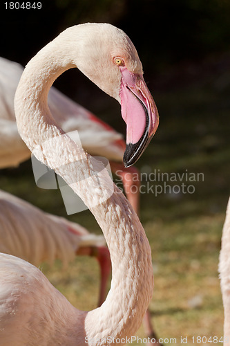 Image of Flamingo