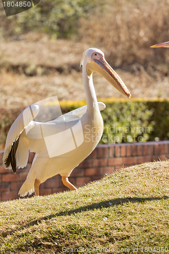 Image of White Pelican