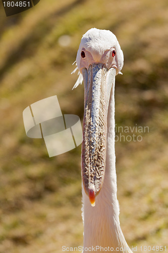 Image of White Pelican