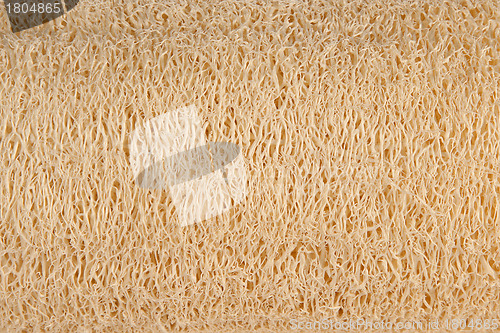 Image of Natural luff sponge texture