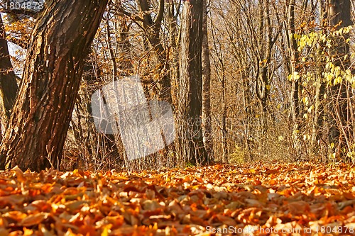 Image of Yellow autumn leaves in forest