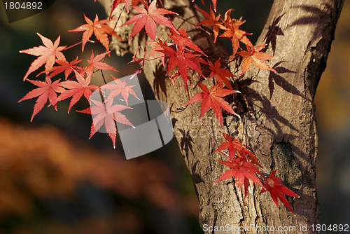 Image of autumnal maple tree