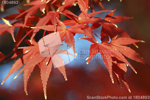 Image of autumnal maple leafs