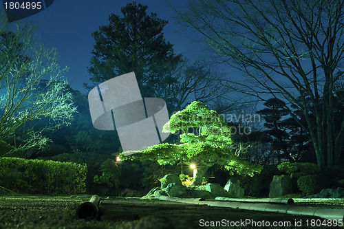 Image of night garden