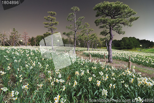 Image of night park