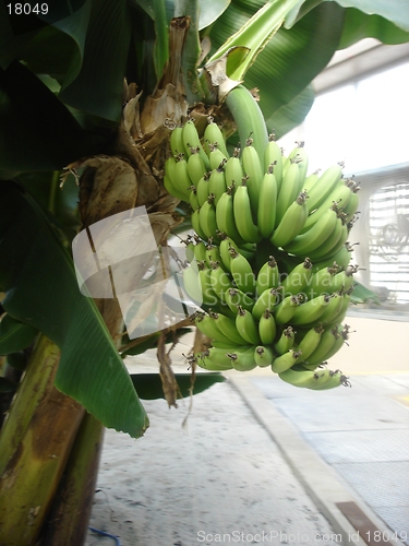 Image of Growing Bananas