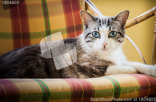 Image of Blue eyes cat