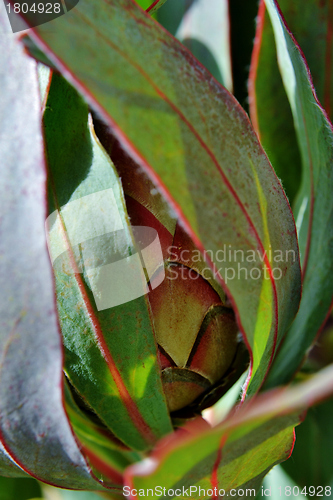 Image of Protea blossom bud