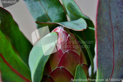 Image of Protea blossom bud