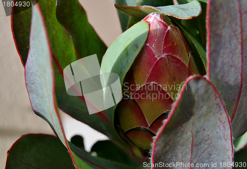 Image of Protea blossom bud