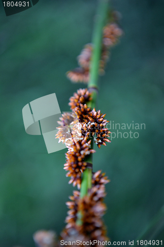 Image of Bamboo grass