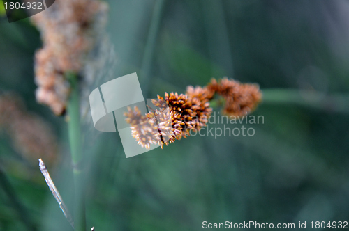 Image of Bamboo grass