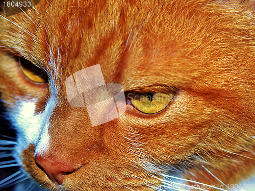 Image of Cat eye
