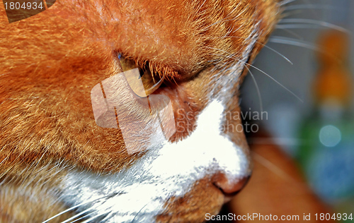 Image of Cat eye
