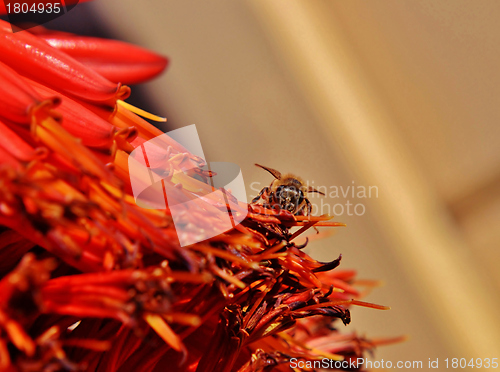 Image of Aloe Vera Bossom