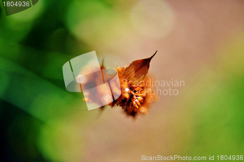 Image of Bamboo grass