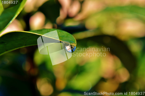 Image of Raindrop on leaf