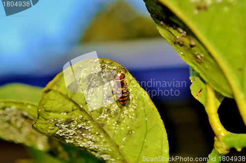Image of Hover fly